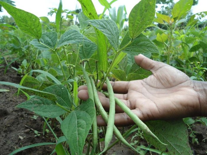 How to cook french beans kenyan style